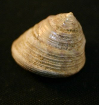 ID gasteropode - pleistocene